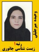 وحیده میرجلیلی رتبه 1 کارشناسی ارشد زیست شناسی جانوری سال 1401